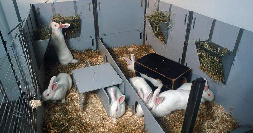 Правила кормления кроликов в домашних условиях для начинающих