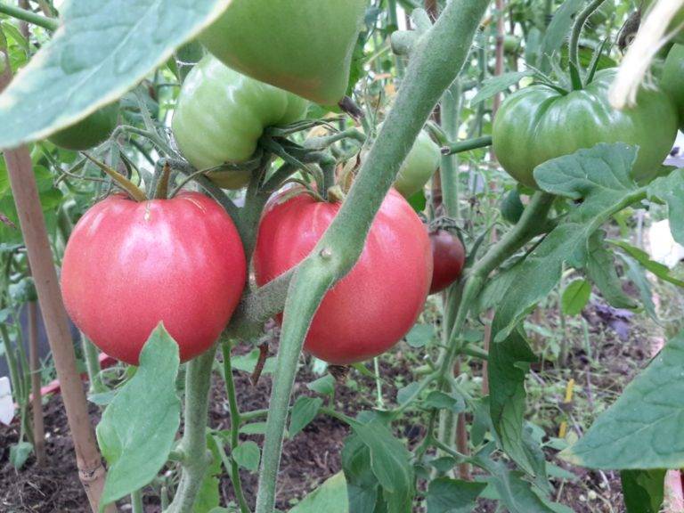 «абаканский розовый» — томат для осеннего салата