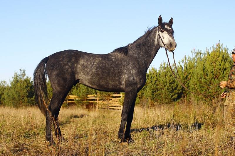 Русский рысак ( русская рысистая): характеристика породы лошадей