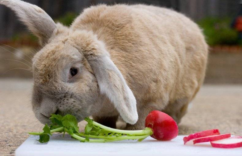 Можно ли кормить кроликов редиской?