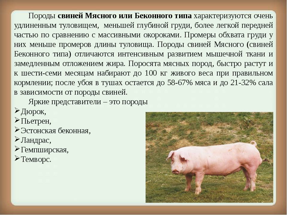 Мясные породы свиней и их характеристика