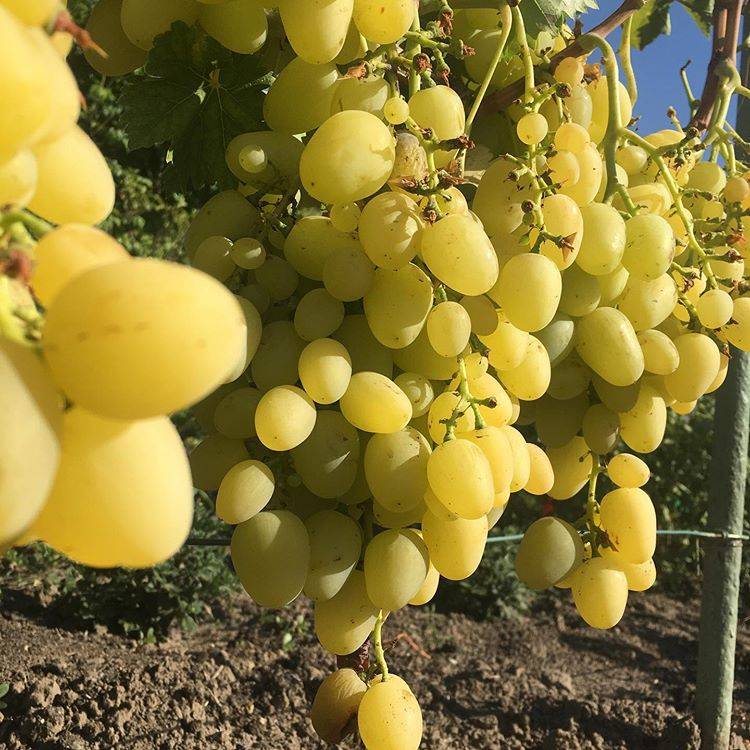 Виноград аркадия - неприхотливый, высокоурожайный, столовый сорт.