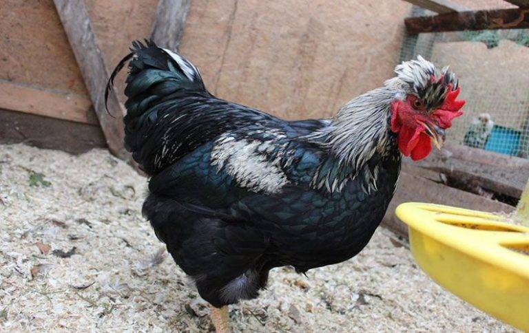 Русская хохлатая курица: описание породы и секреты разведения