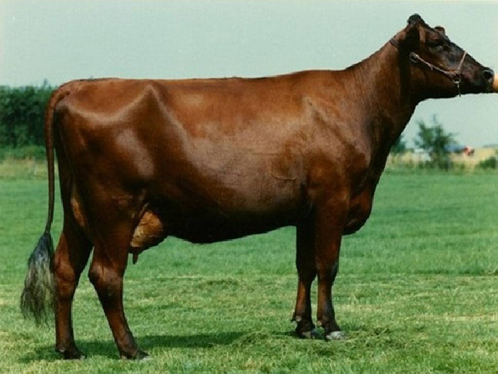 Породы коров и их продуктивные качества | россельхоз.рф