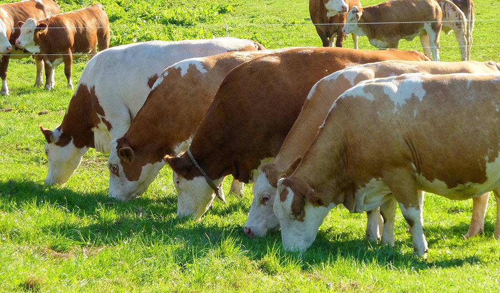 Симменталы — характеристика коров и быков, молочные породы крс