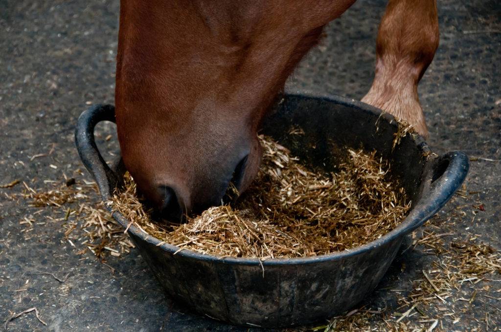 Чем кормят лошадей: разрешенные продукты, обзор кормов, как правильно кормить лошадей без последствия, фото, видео
