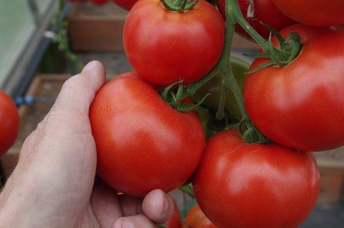 Интересные факты о сорте томатов красным красно