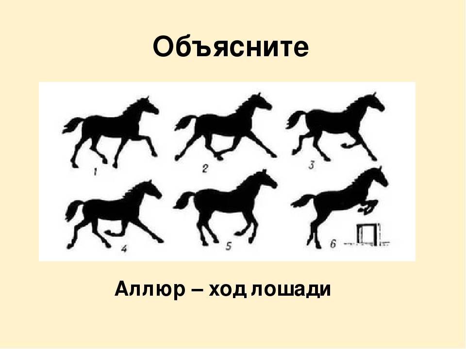 Аллюры лошадей – характеристики и виды 2021