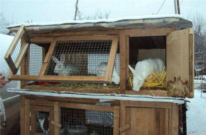 Как содержать кроликов зимой на улице?