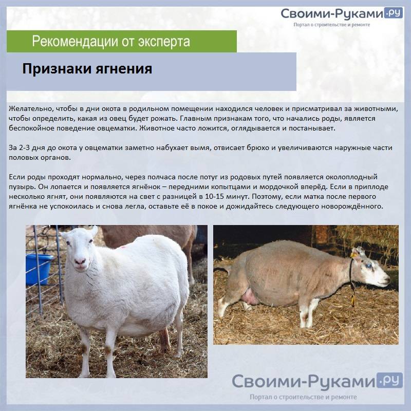Бизнес на разведении баранов и овец: 5 основных правил — finfex.ru