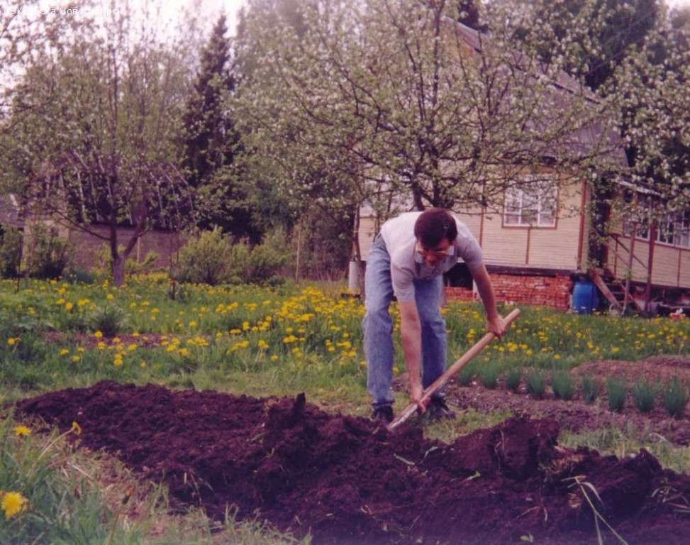 Работы в мае в саду и огороде (перечень майских работ на даче)
работы в мае в саду и огороде (перечень майских работ на даче)
