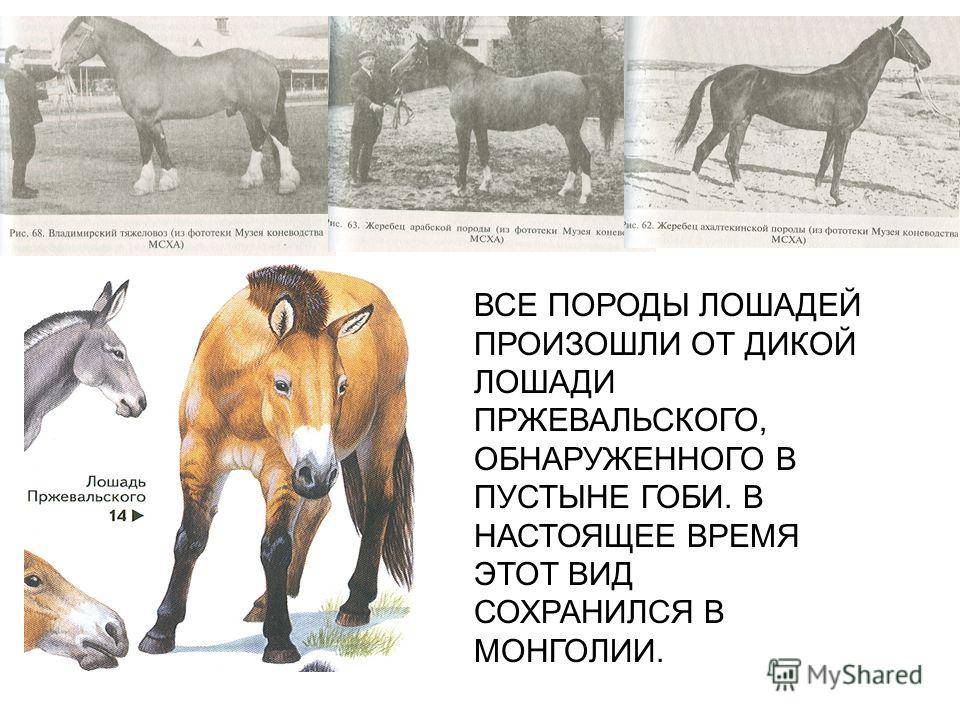 Лошадь пржевальского (equus ferus przewalskii): фото, виды