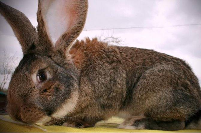 Кролики породы ризен: немецкий ризен, фото, описание, разведение