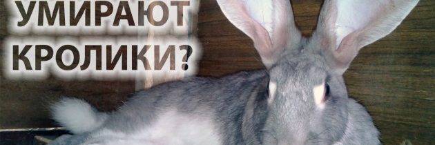 Почему дохнут кролики: причины, как понять что умирает?