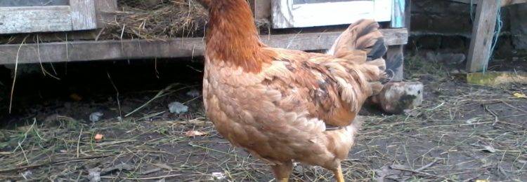 Аскаридоз у птицы - симптомы, схемы лечения и профилактика от nita-farm