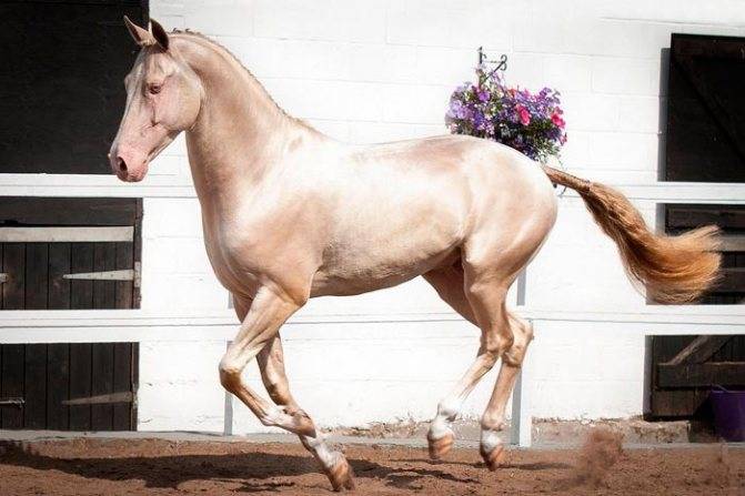 Изабелловая масть лошади: какой цвет, описание и фото
