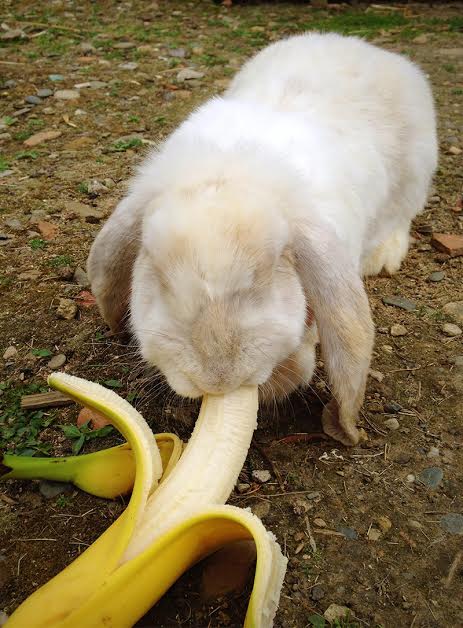 Можно ли кроликам бананы и банановую кожуру: польза или вред, особенности кормления