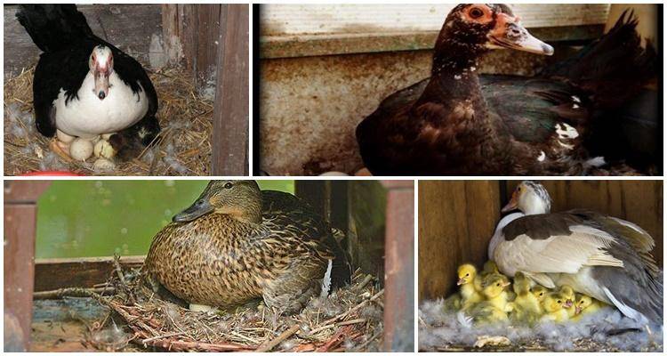 Сколько гуси сидят на яйцах: когда садятся и как посадить гусыню