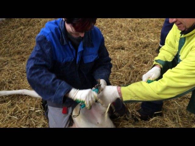 Как правильно проводить обрезку копыт у фермерских коз - мыдачники