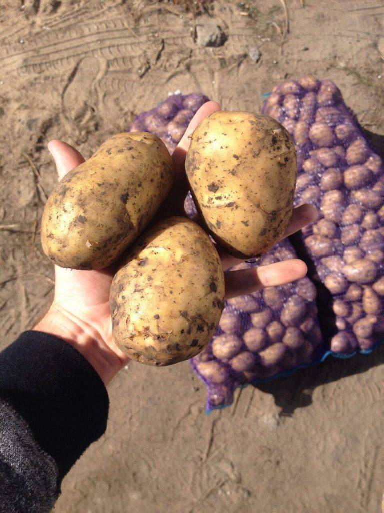 Сорт картофеля гала — описание и характеристика, как хранится картошка. картофель гала: универсальный сорт на ваших грядках