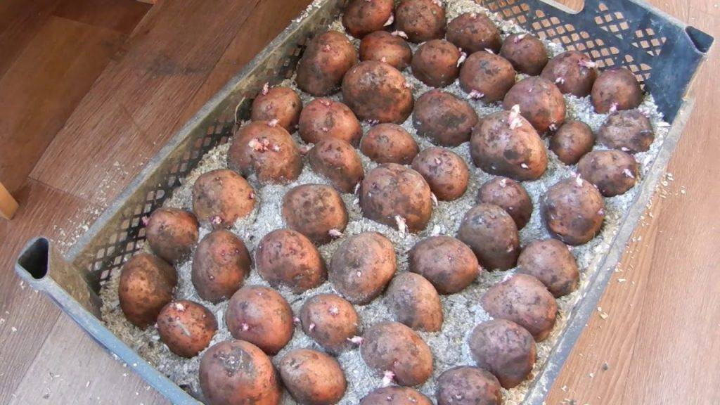 Как подготовить картофель к посадке в 2022 году – советы эксперта — agroxxi