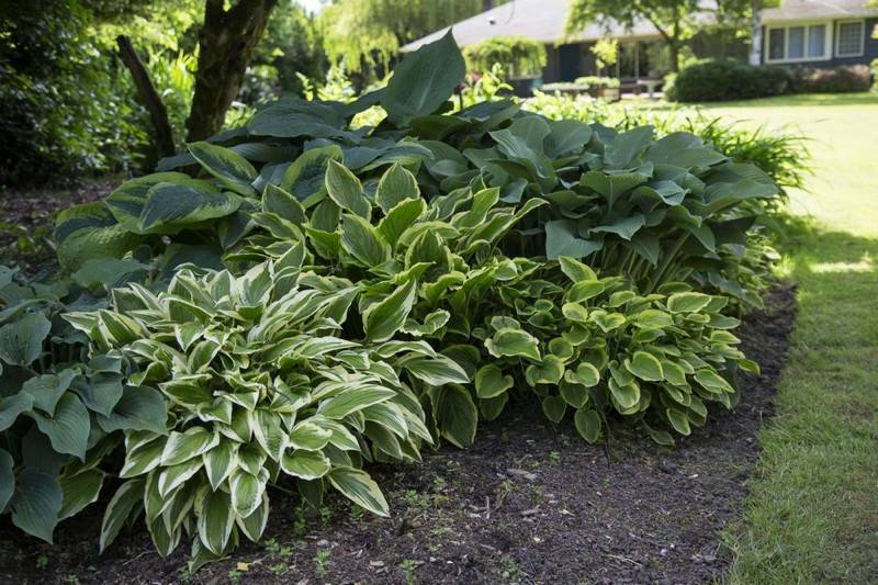 Что посадить в тени? топ-35 лучших растений для красивого тенистого сада (фото & видео). что посадить в тени? 37 эффектных находок для вашего сада