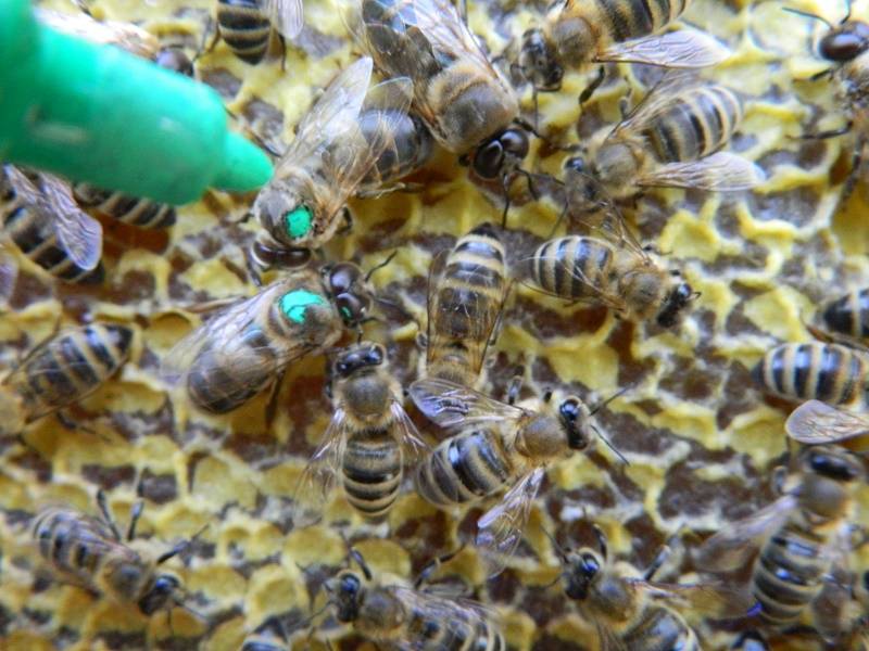 Пчела карпатка самая популярная пчела