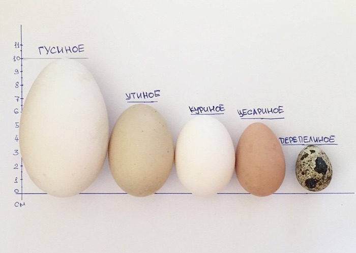 Особенности яйценоскости цесарок в домашних условиях