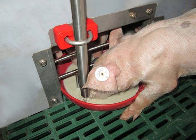 Чем кормить новорожденных поросят без свиноматки