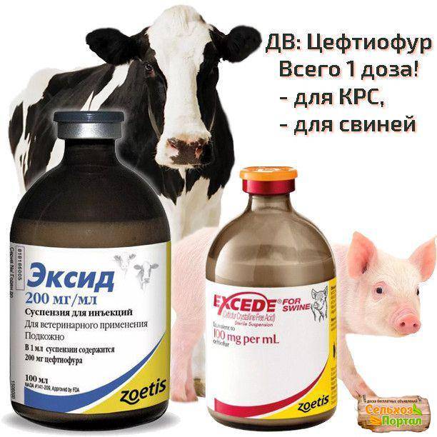 Амоксициллин ветеринарный: инструкция по применению для крс, свиней и других животных