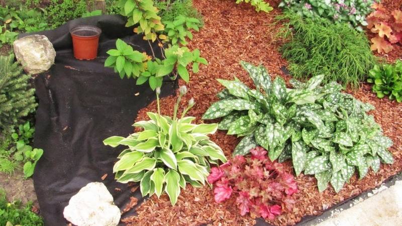Мульчирование комнатных растений: чем, как и зачем применять мульчу для цветов в домашних условиях?