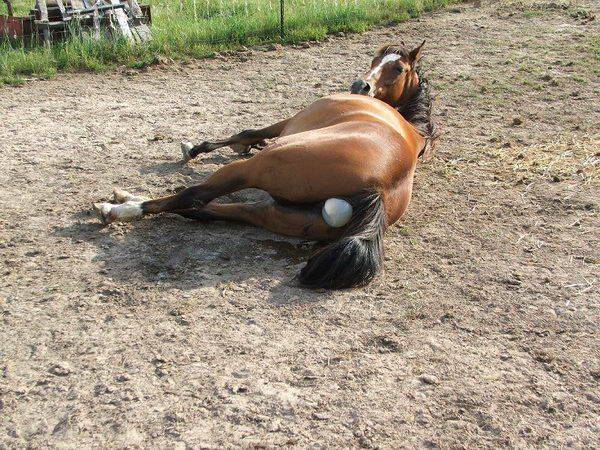 Роды лошадей: предвестники родов, процесс родов, особенности ухода за лошадью и жеребенком