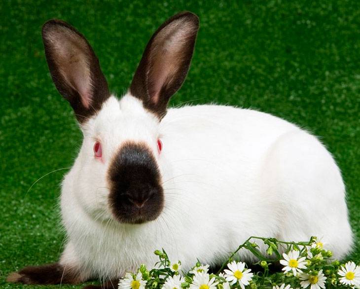 Русский горностаевый кролик: характеристика породы и особенности содержания
