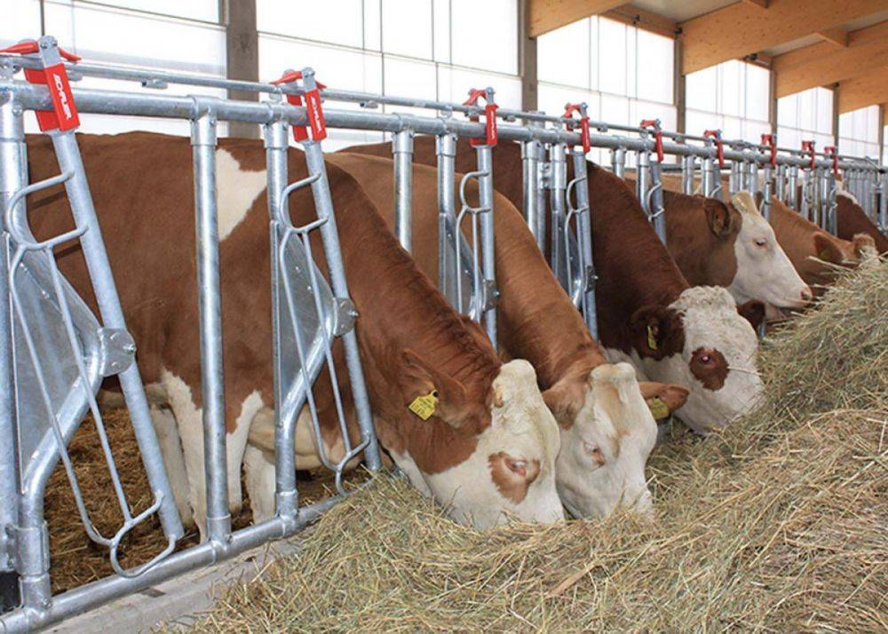Содержание коров зимой — подготовка помещения и особенности кормления