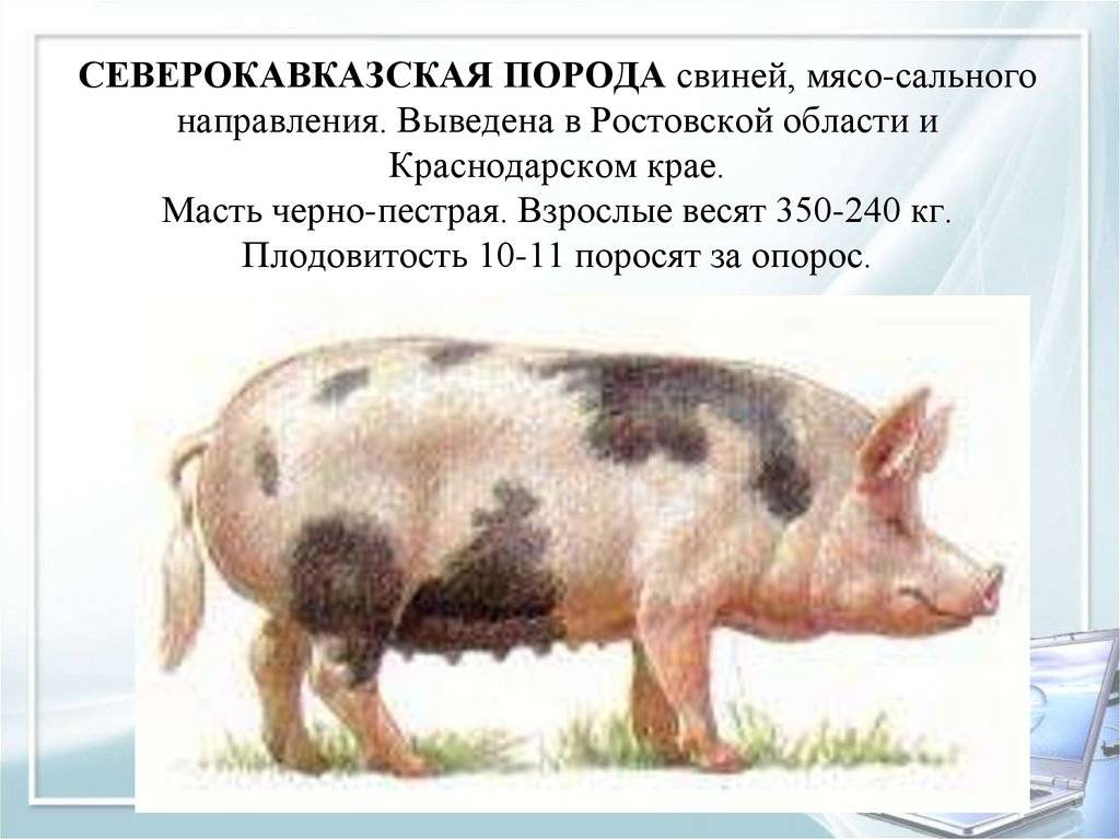 Сальная свинья: особенности и характеристики пород сального направления