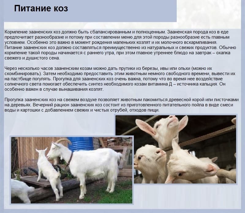 Запуск козы перед окотом: правила, рацион коз, советы по уходу за козами
