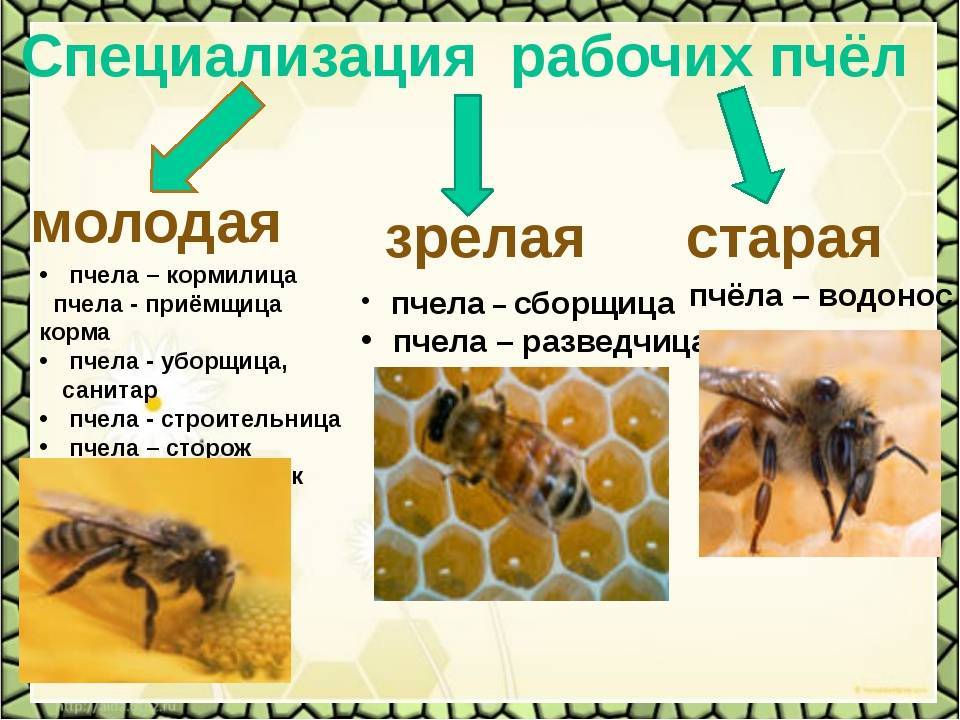 Трутень: описание внешнего вида, роль в пчелиной семье