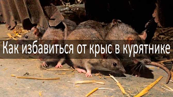 Как избавиться от крыс и мышей в курятнике: рекомендации, фото и видео