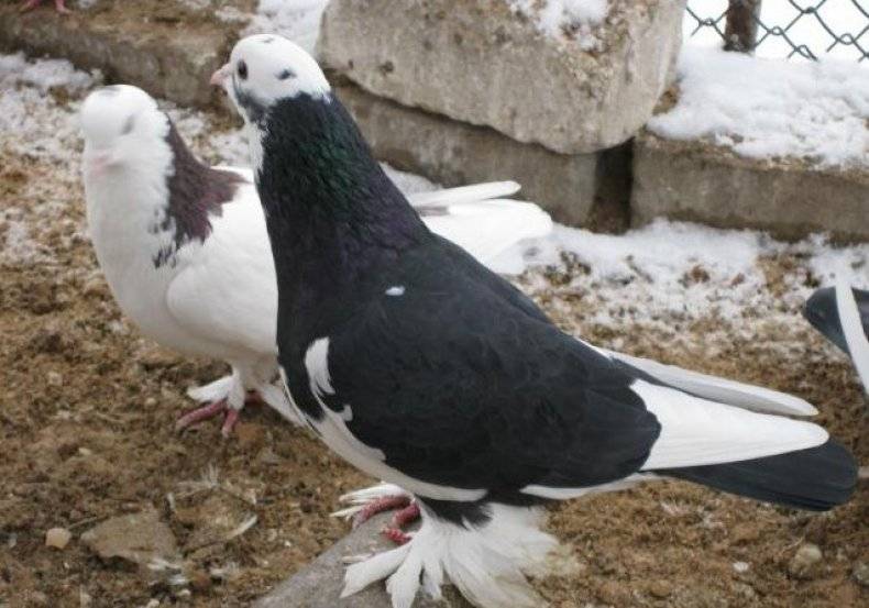 Описание внешнего вида и особенности тренировок Бакинских бойных голубей