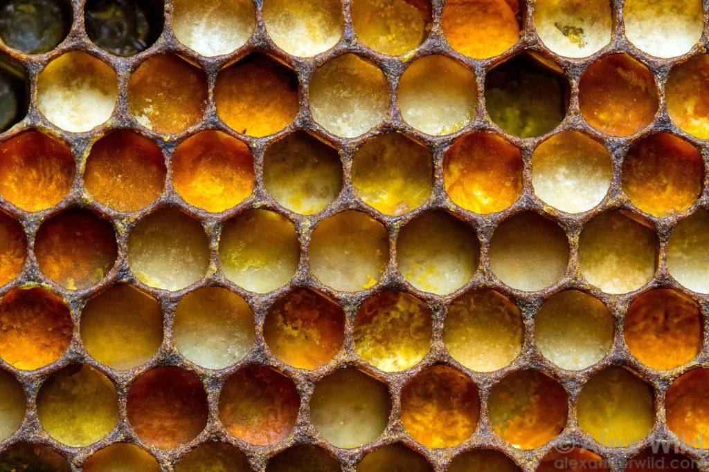 Как правильно употреблять мед в сотах?