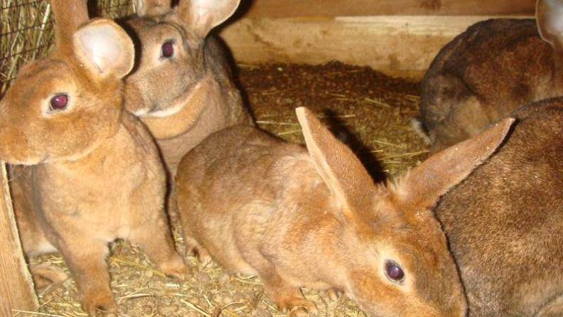 Можно ли кроликам давать молочай — описываем со всех сторон