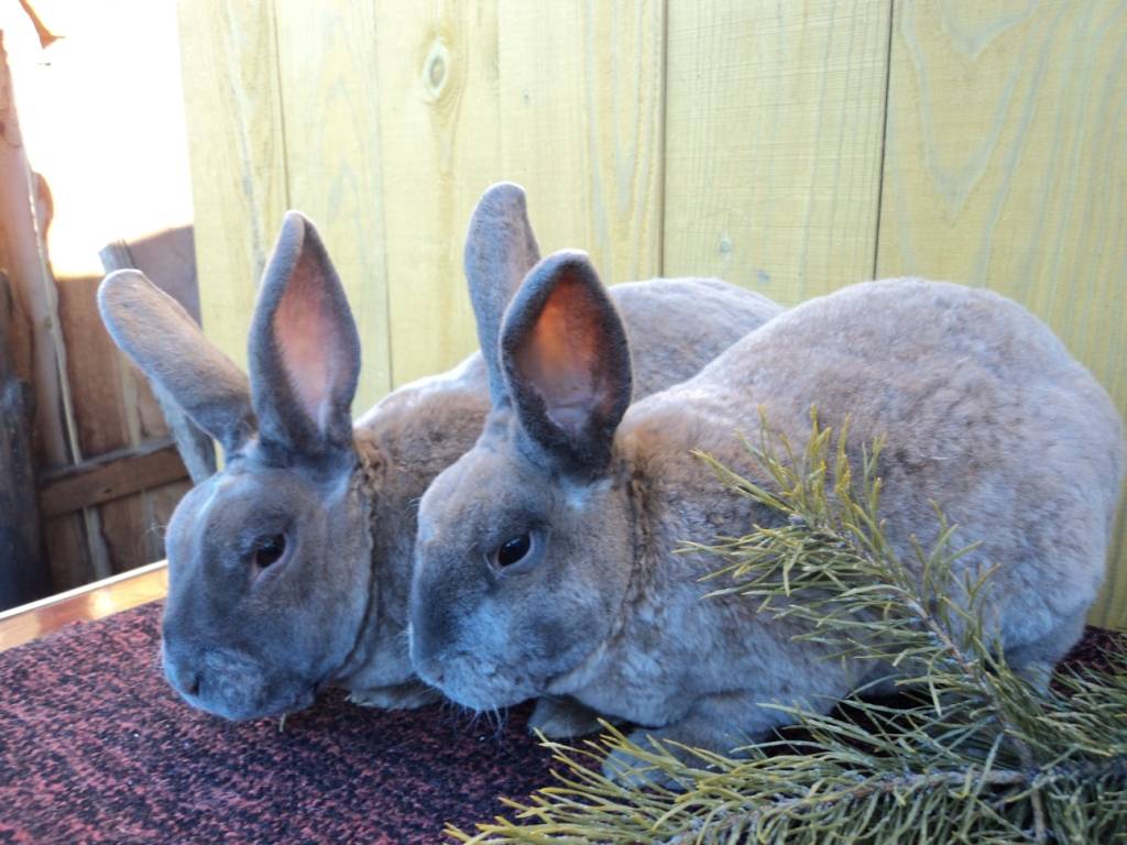 Кролики рекс - элита среди кроликов