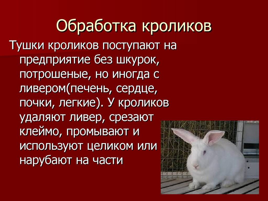 Судороги у кроликов и смерть почему что делать