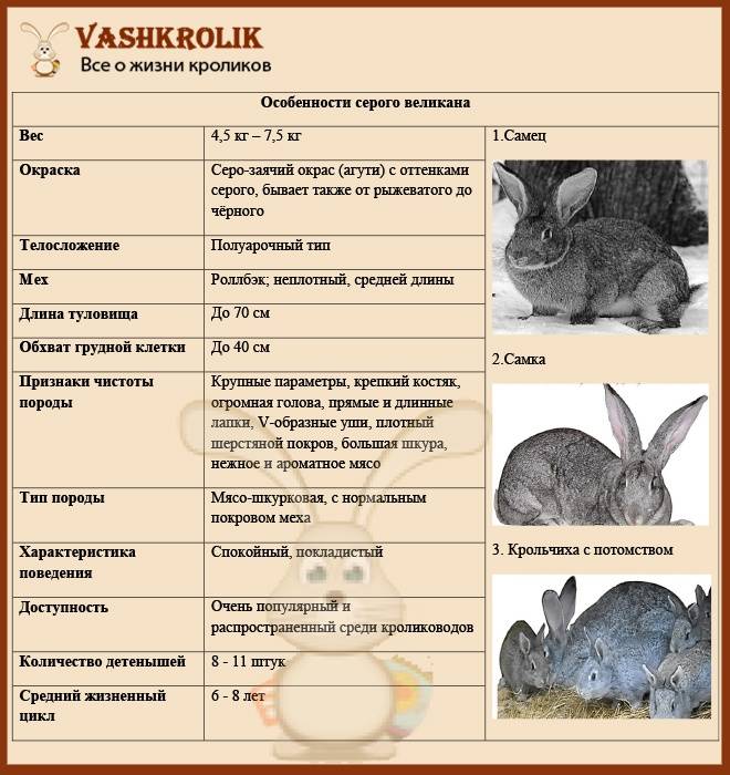 Разведение и выращивание кроликов породы Серый великан