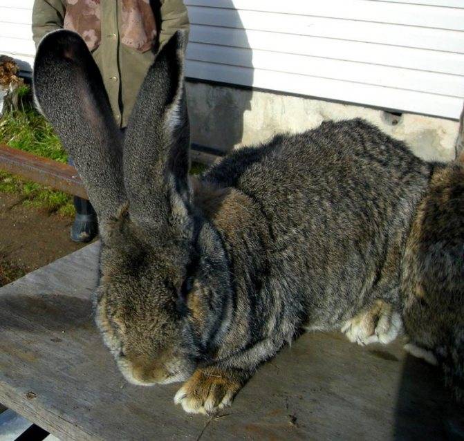 Порода кроликов Ризен: как содержать гиганта?
