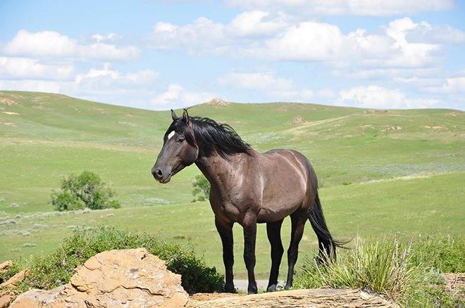 ✅ о лошади породы мустанг: дикий конь, история, описание, характеристики