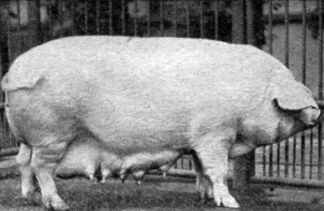 Свиноферма – выращиваем породу ландрас