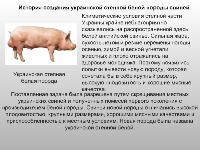 Крупная белая порода свиней: характеристики, обзор условий содержания