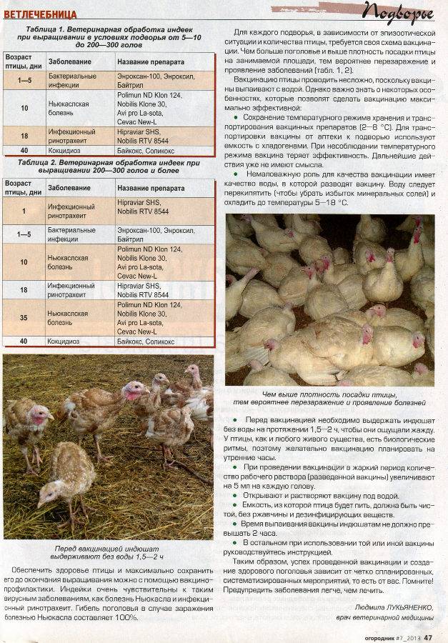 Особенности вакцинопрофилактики в промышленном птицеводстве