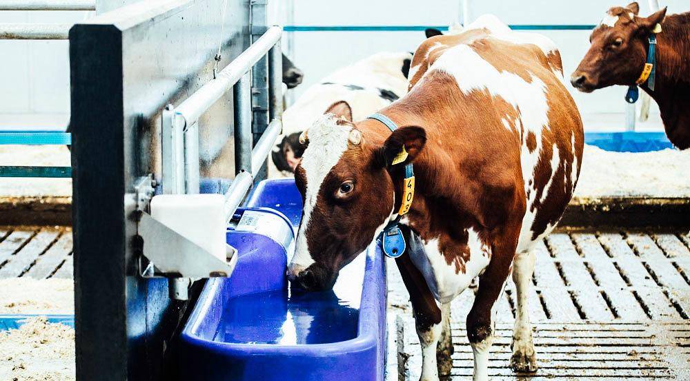 Как правильно кормить коров — нормы и рацион